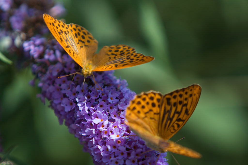 Slide Bordano butterflies house