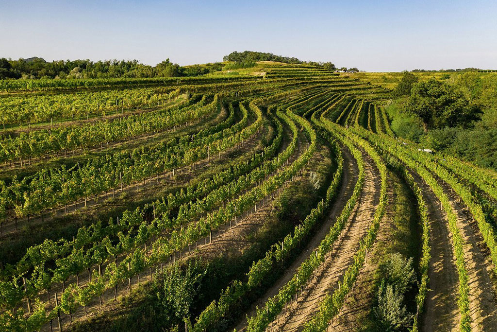 Slide Tenuta di Angoris – Cormons